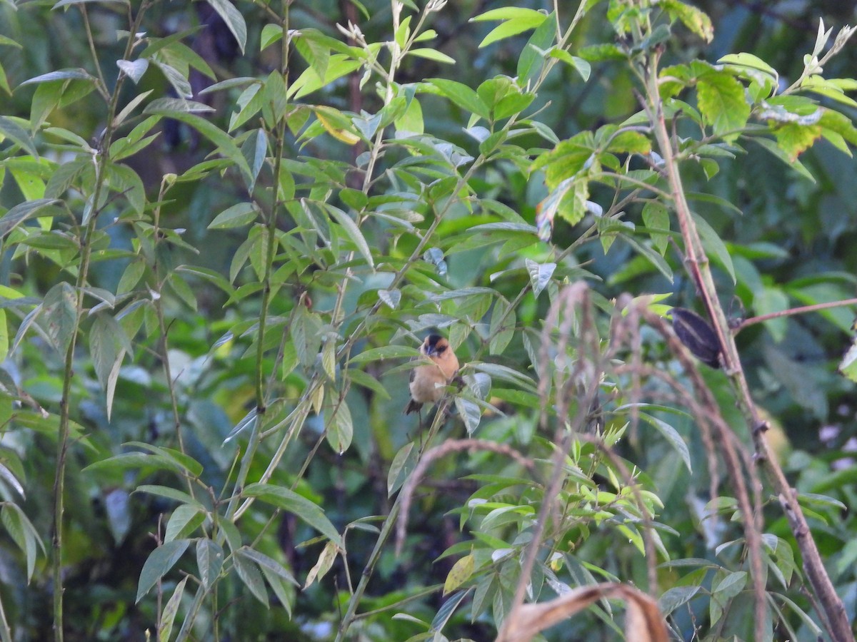 Ткачик товстодзьобий - ML647560443