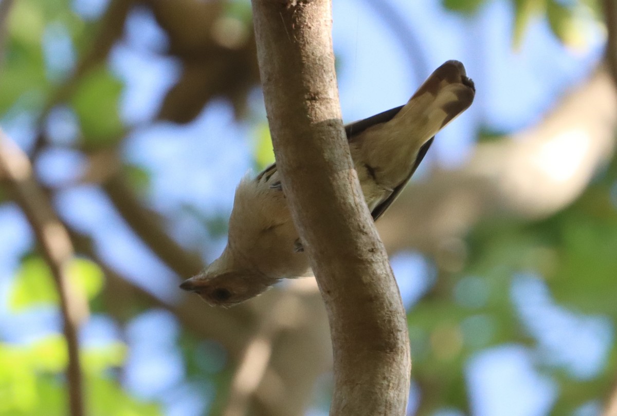 Lesser Honeyguide - ML647560448