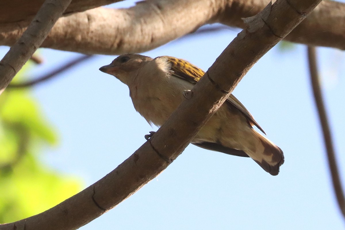 Lesser Honeyguide - ML647560449