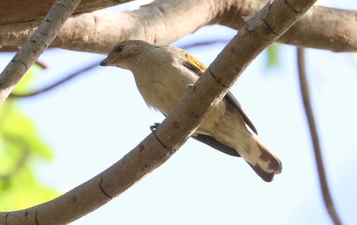 Воскоїд малий - ML647560450