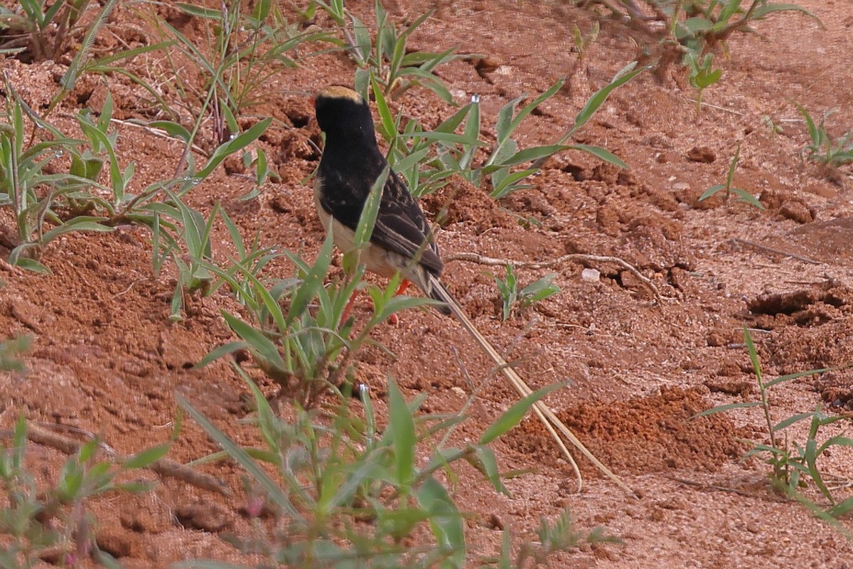 Вдовичка світлохвоста - ML647560451