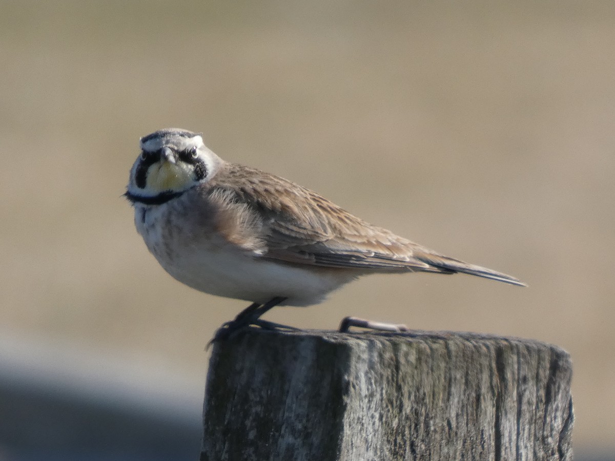 Жайворонок рогатий - ML647560452