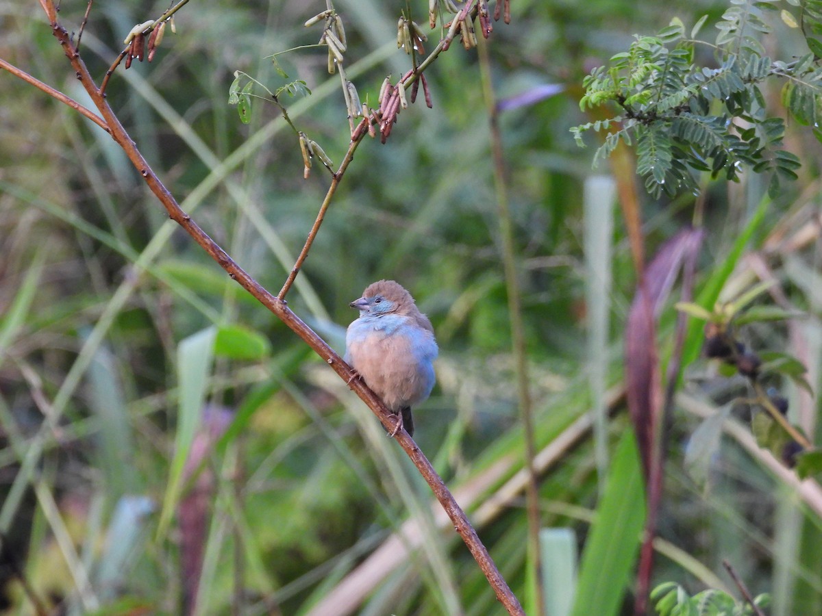 Астрильд-метелик червонощокий - ML647560454