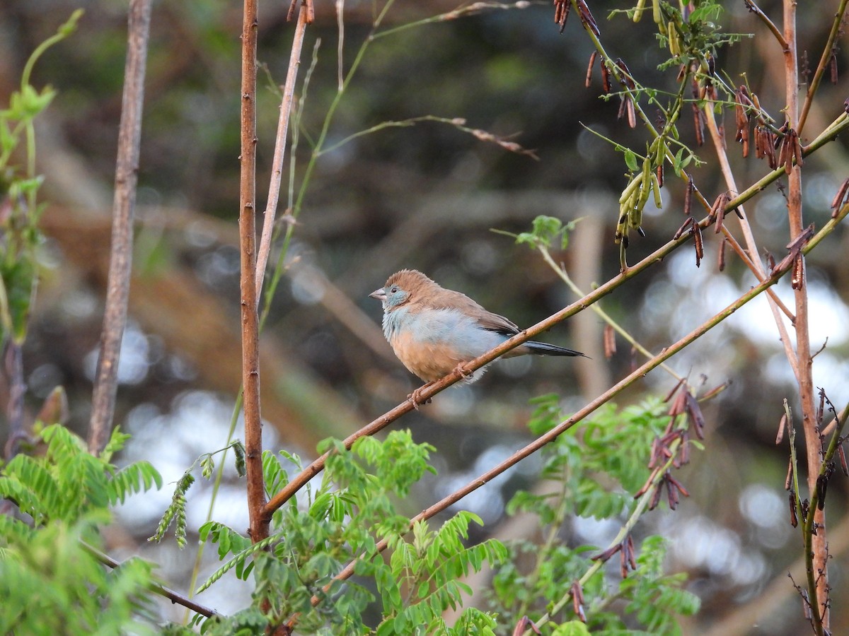 Астрильд-метелик червонощокий - ML647560455