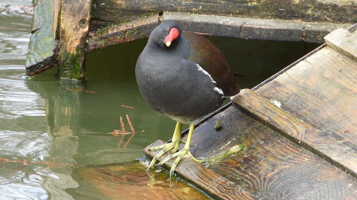 Курочка водяна - ML647560456