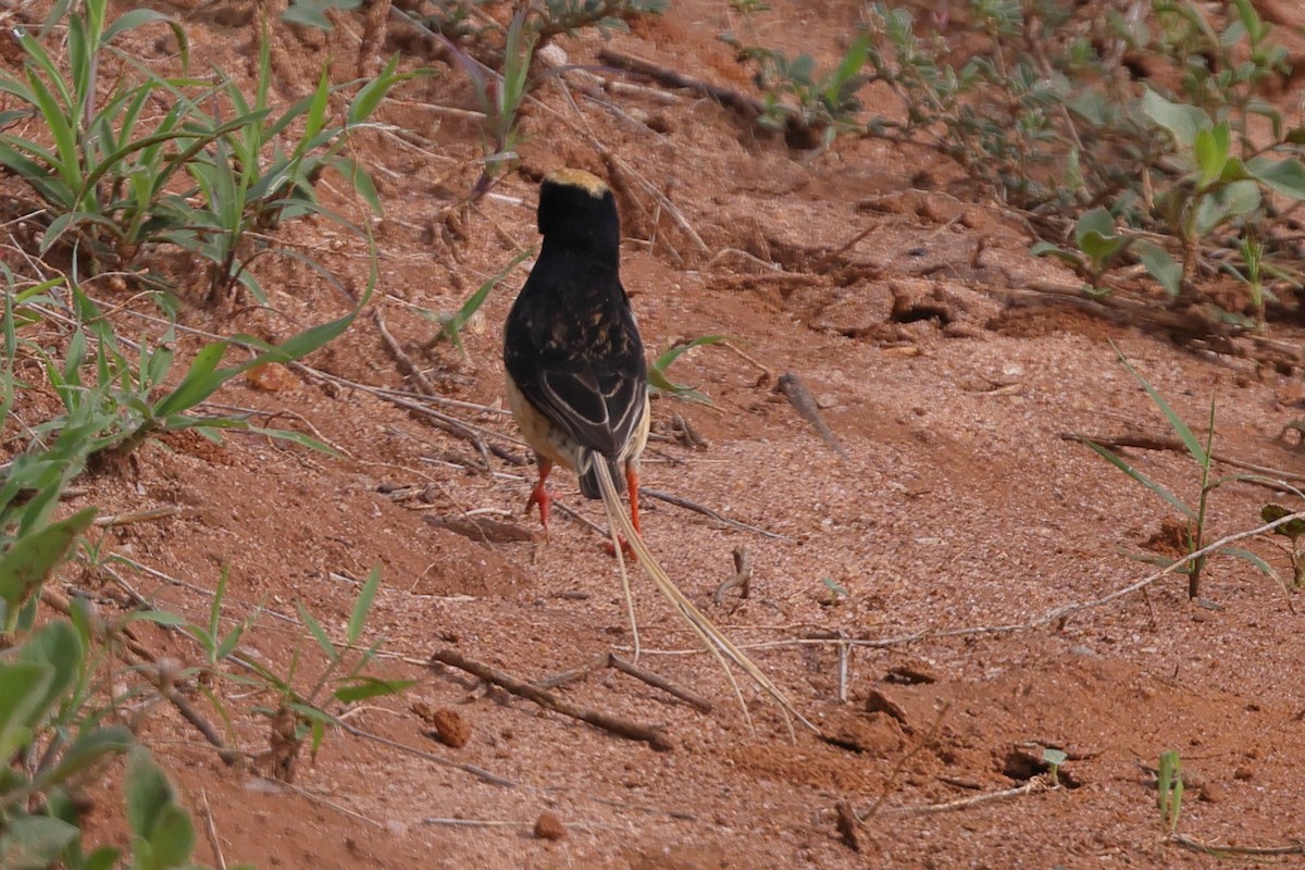 Вдовичка світлохвоста - ML647560457