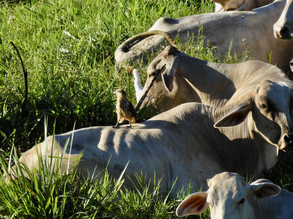 Хімахіма - ML647560458