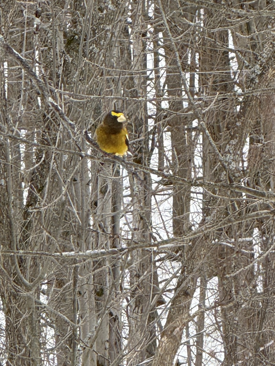 Evening Grosbeak - ML647560459