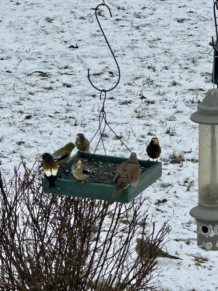 Evening Grosbeak - ML647560460