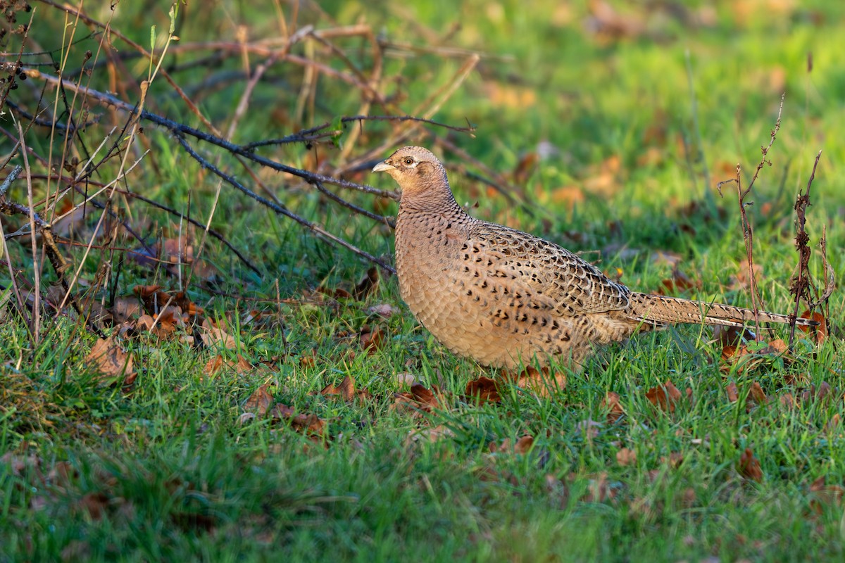 Фазан звичайний - ML647560461