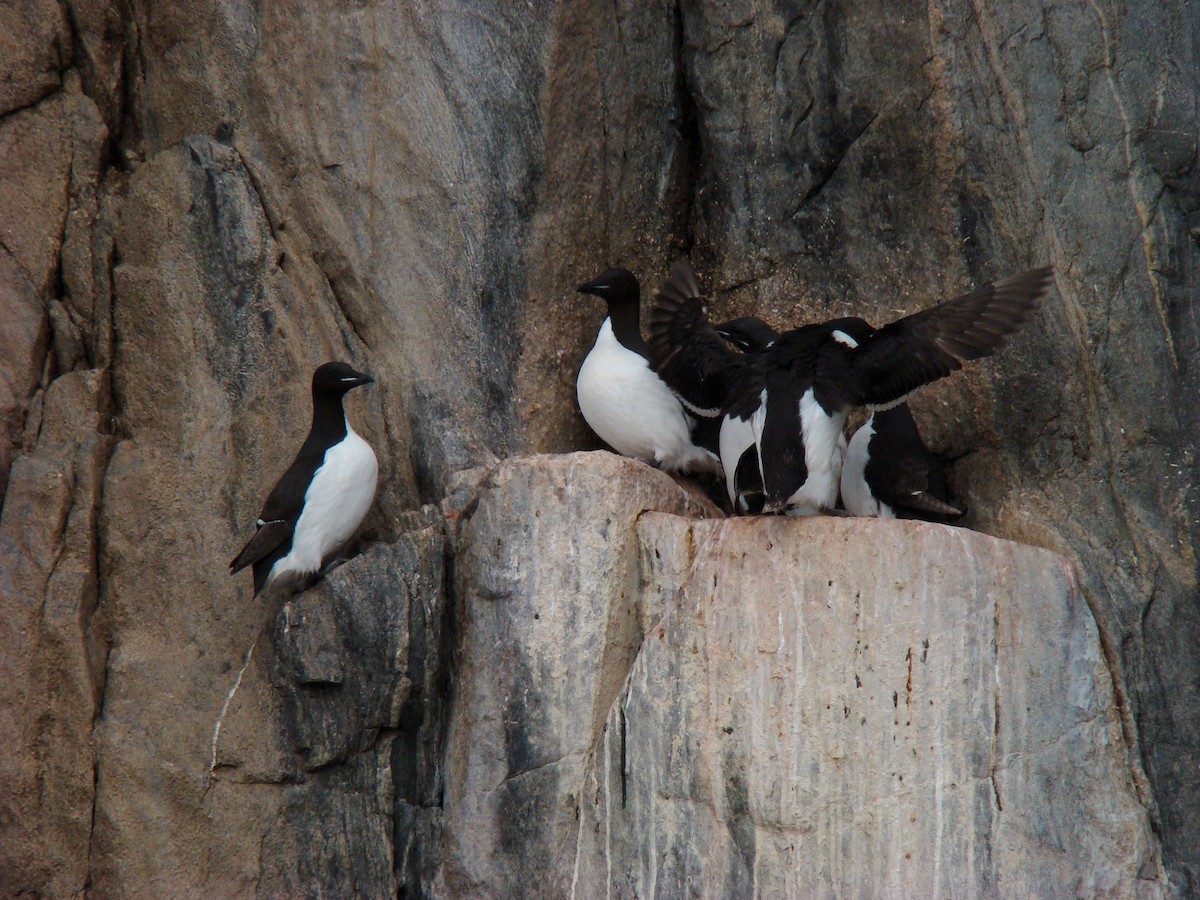 Кайра товстодзьоба - ML647560462