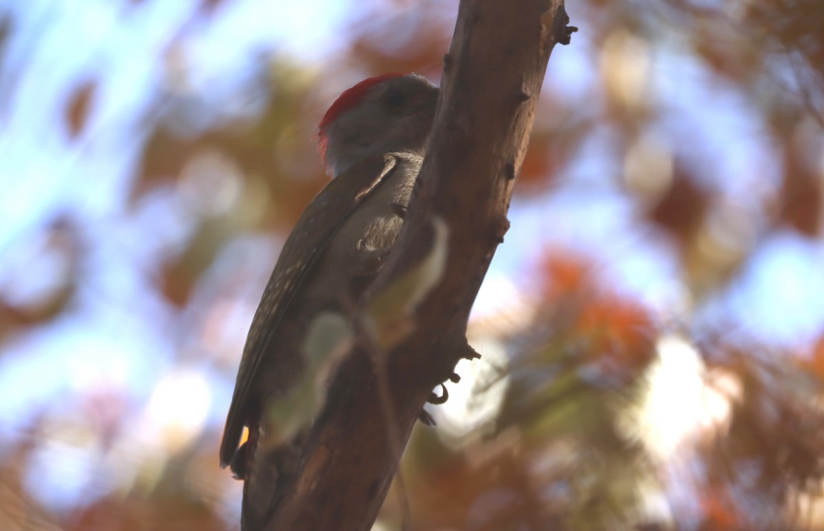 Дятел сірошиїй - ML647560463