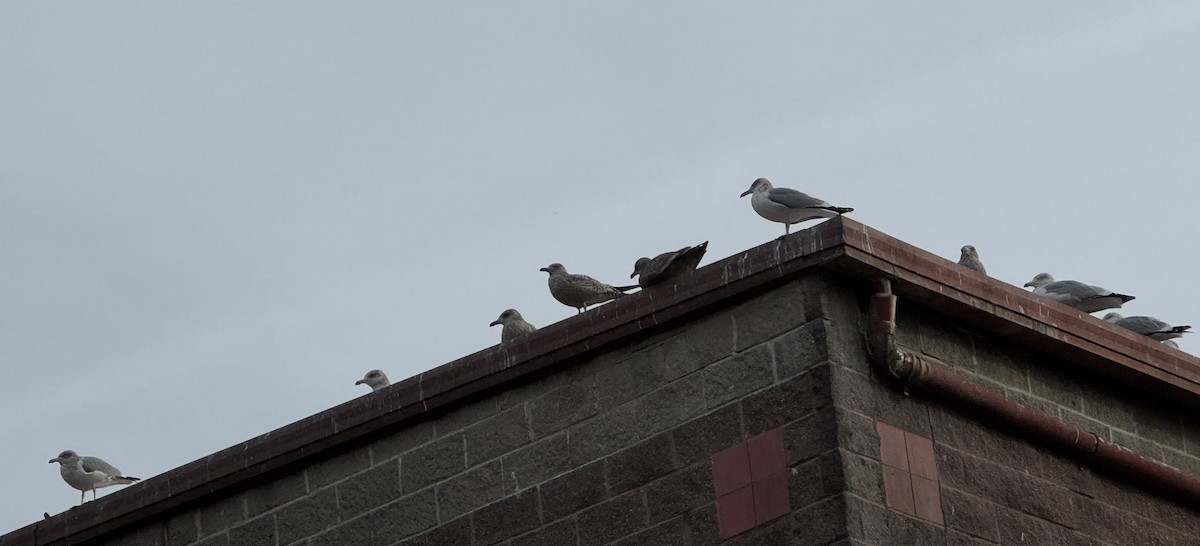 Мартин американський - ML647560464