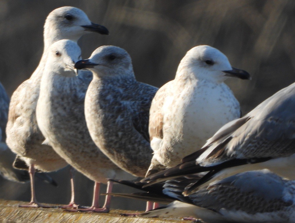 Мартин сріблястий - ML647560466