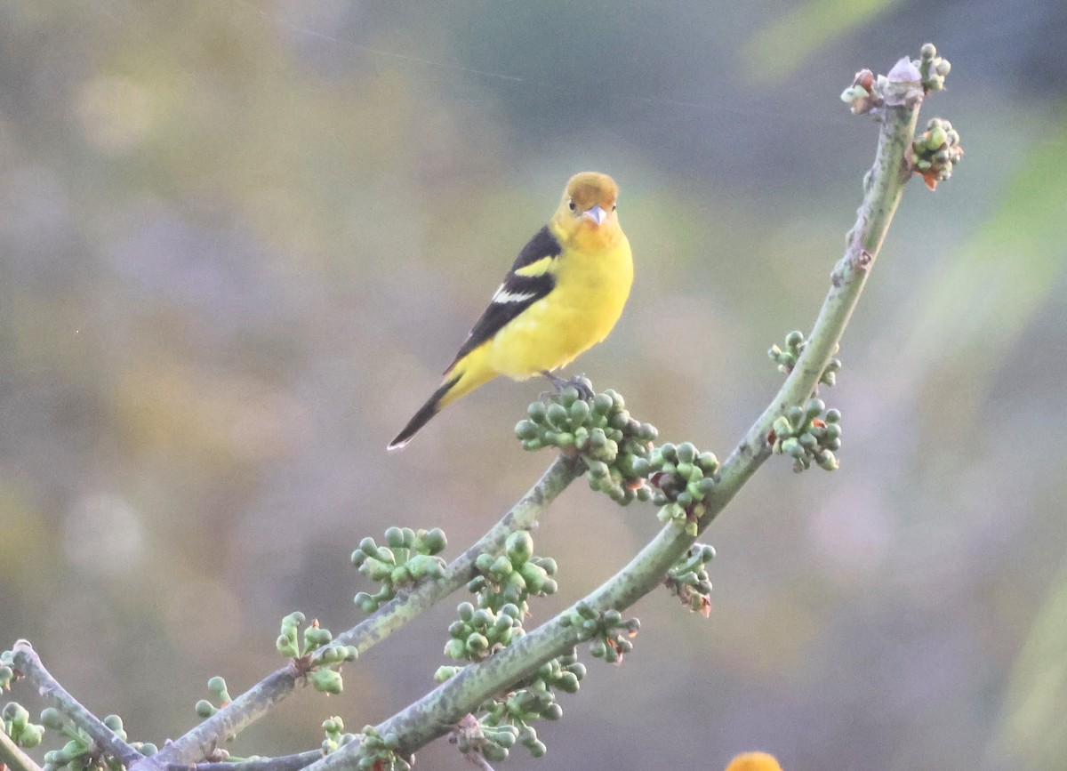 Піранга жовтогуза - ML647560468