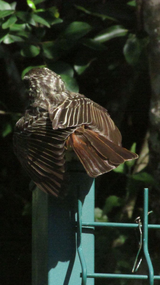 Тиран вилохвостий - ML647560469