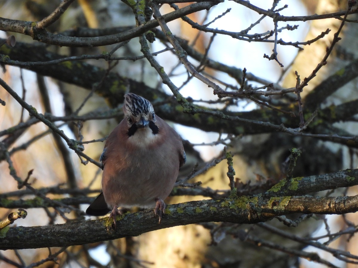 Сойка звичайна - ML647560470