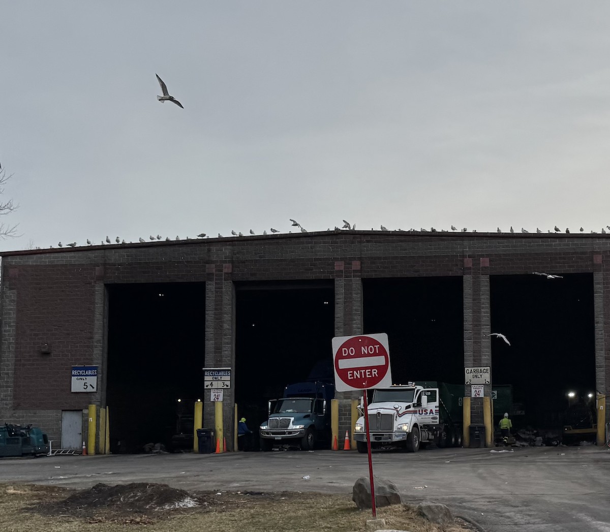 Мартин американський - ML647560471