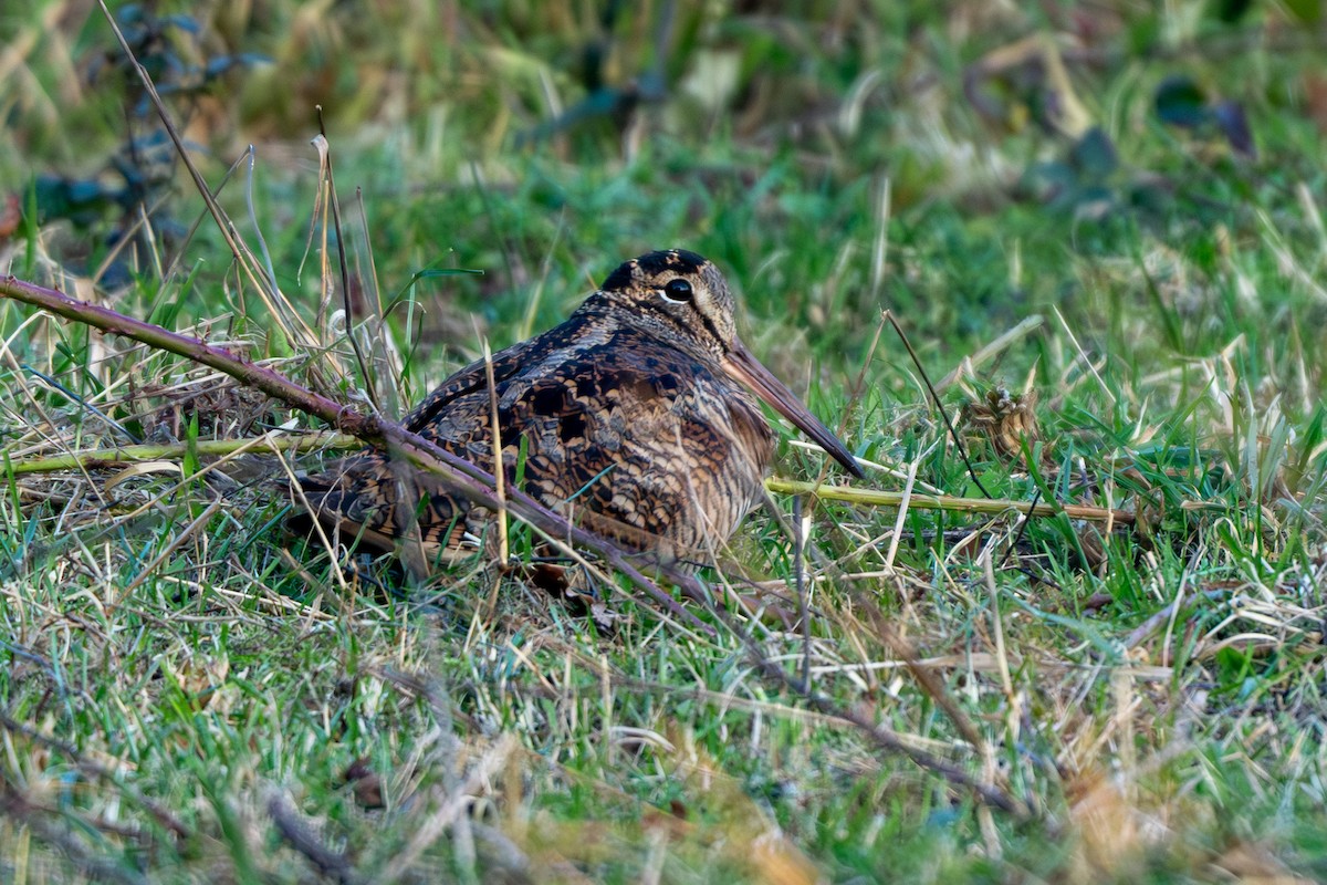 Слуква лісова - ML647560475