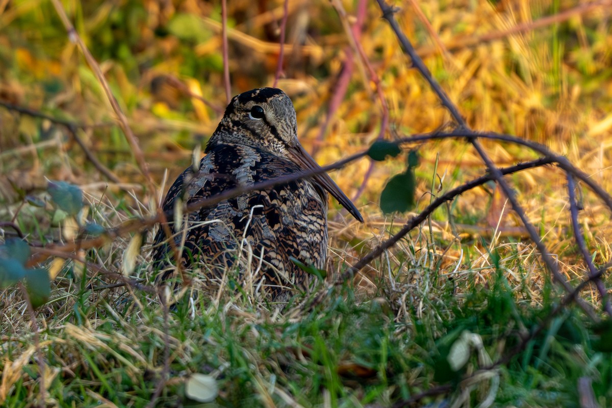 Слуква лісова - ML647560476