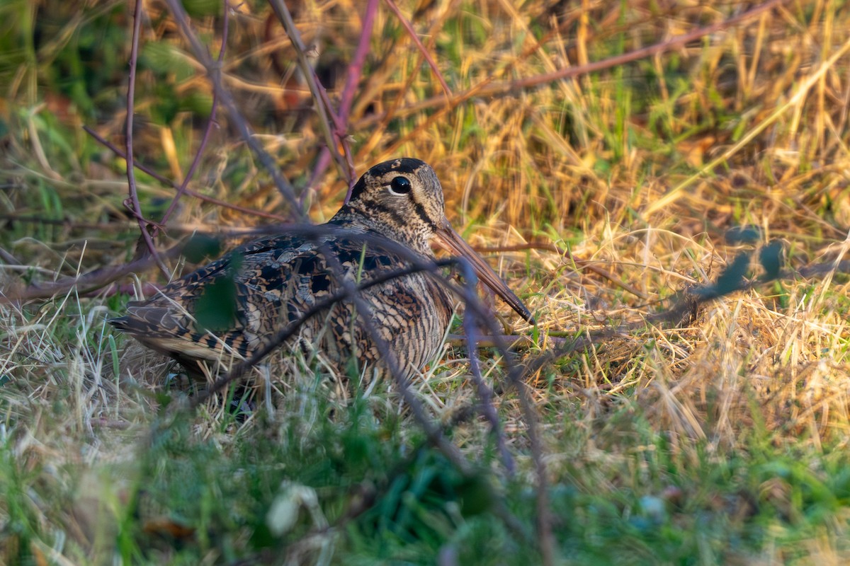 Слуква лісова - ML647560477