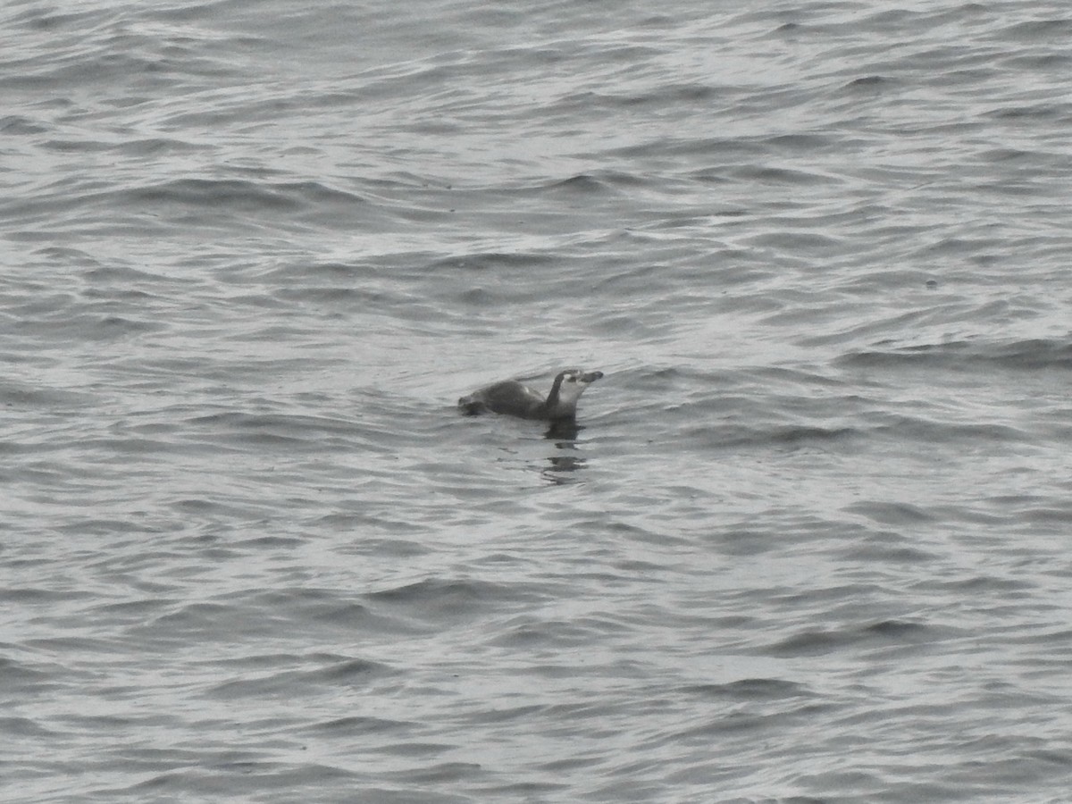 Magellanpinguin - ML647560501