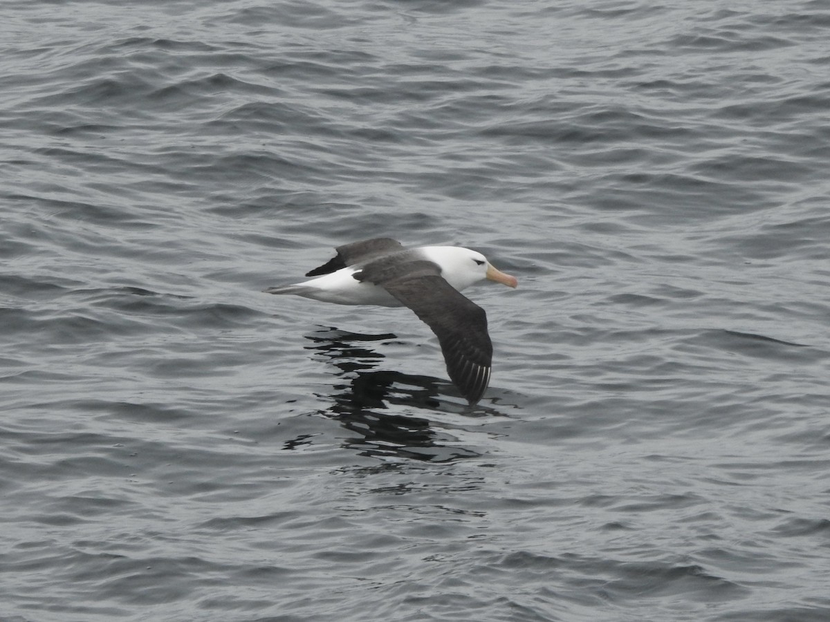 Black-browed Albatross - ML647560508