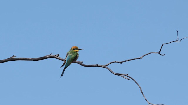 Rainbow Bee-eater - ML647560511