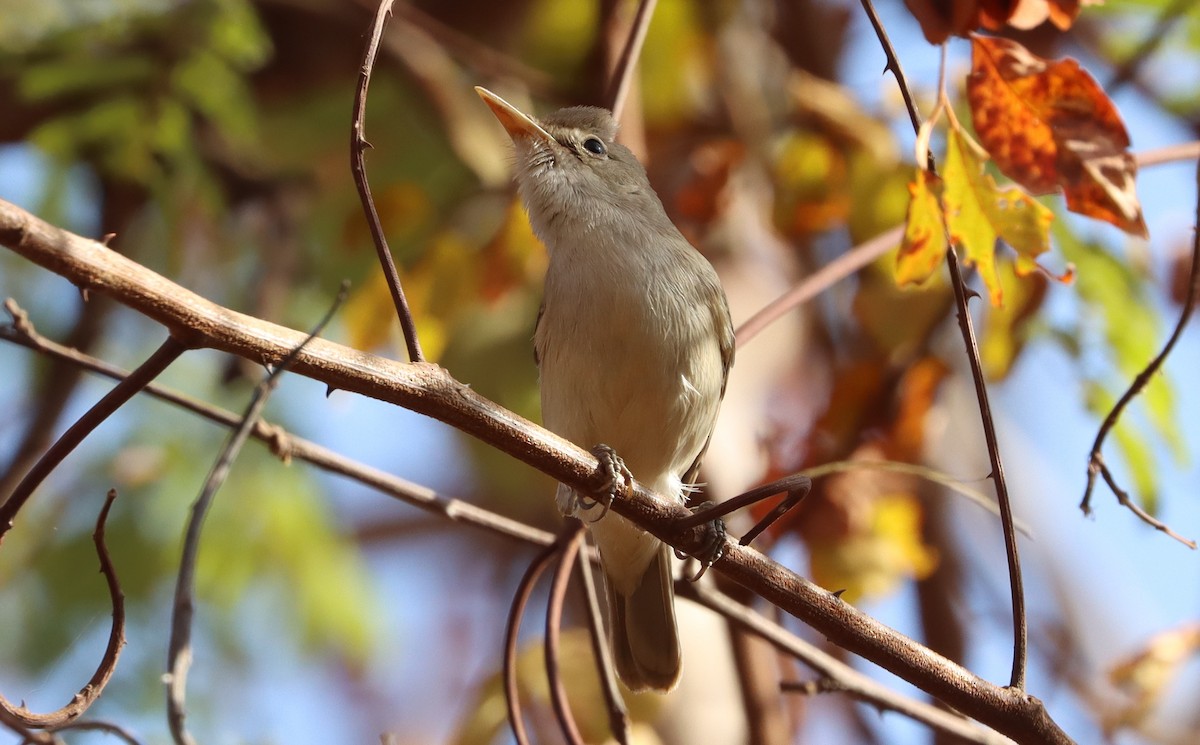 Western Olivaceous Warbler - ML647560517