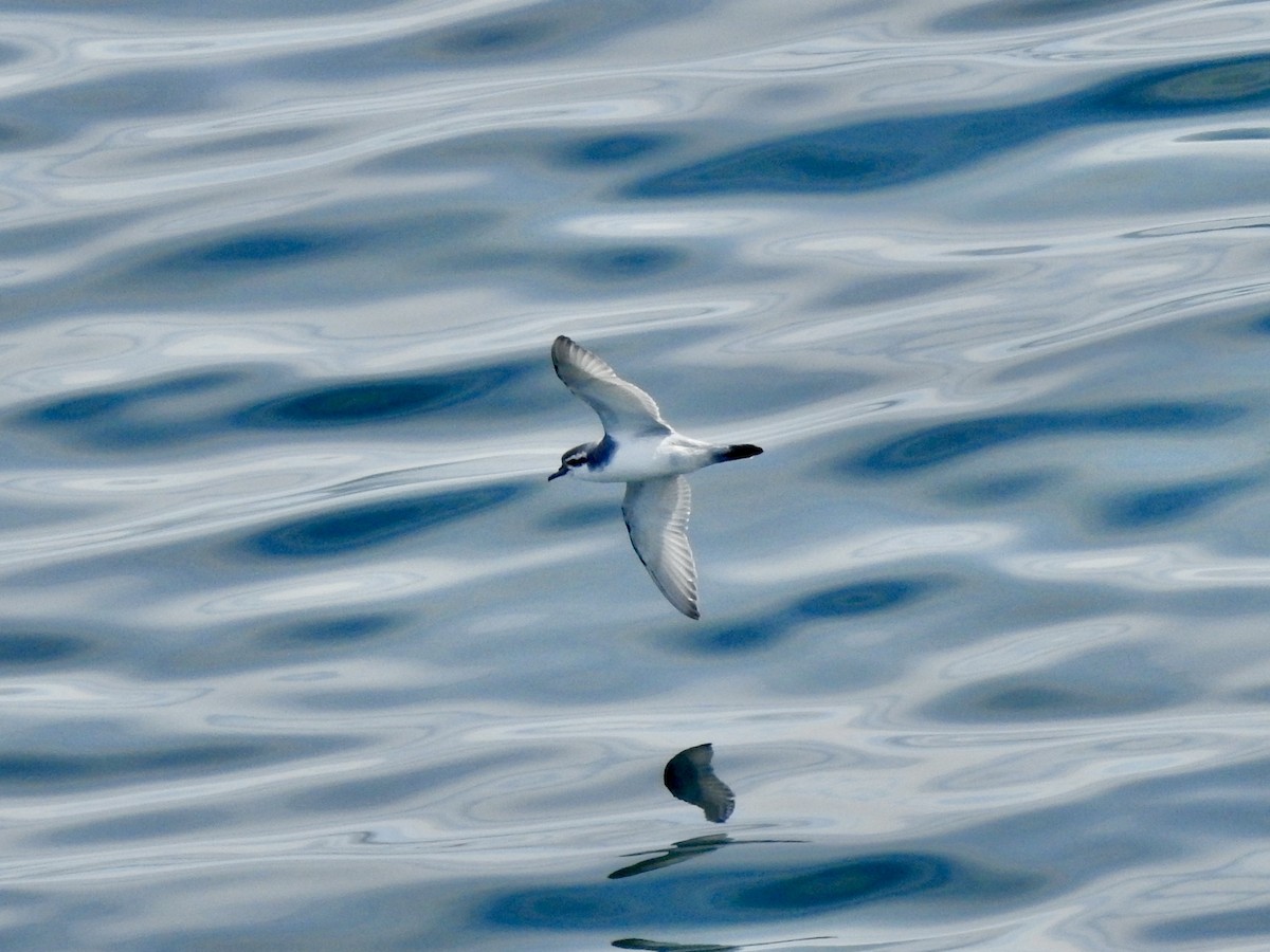 Slender-billed Prion - ML647560518