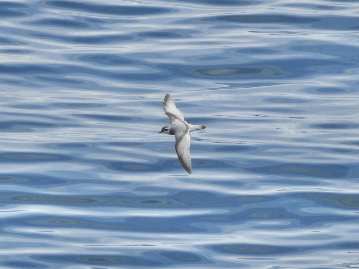 Slender-billed Prion - ML647560520