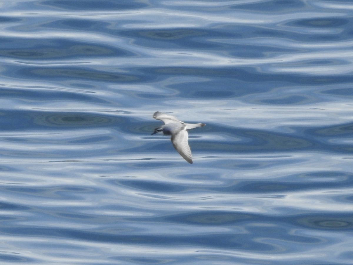 Slender-billed Prion - ML647560521