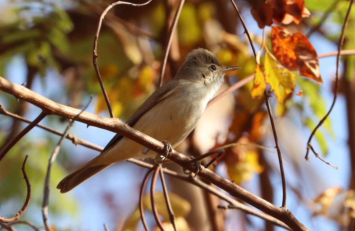 Western Olivaceous Warbler - ML647560522