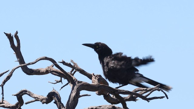 Gray Currawong (Brown) - ML647560523