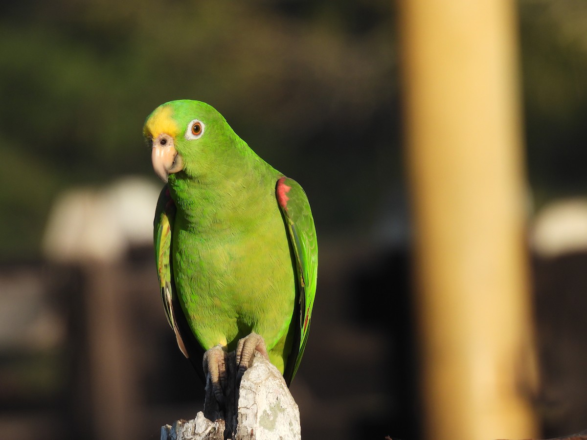 Yellow-crowned Amazon - ML647560536