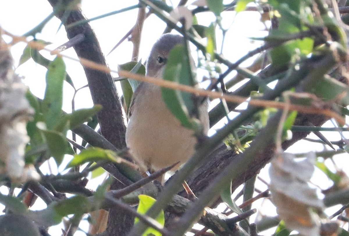 Greater Whitethroat - ML647560542