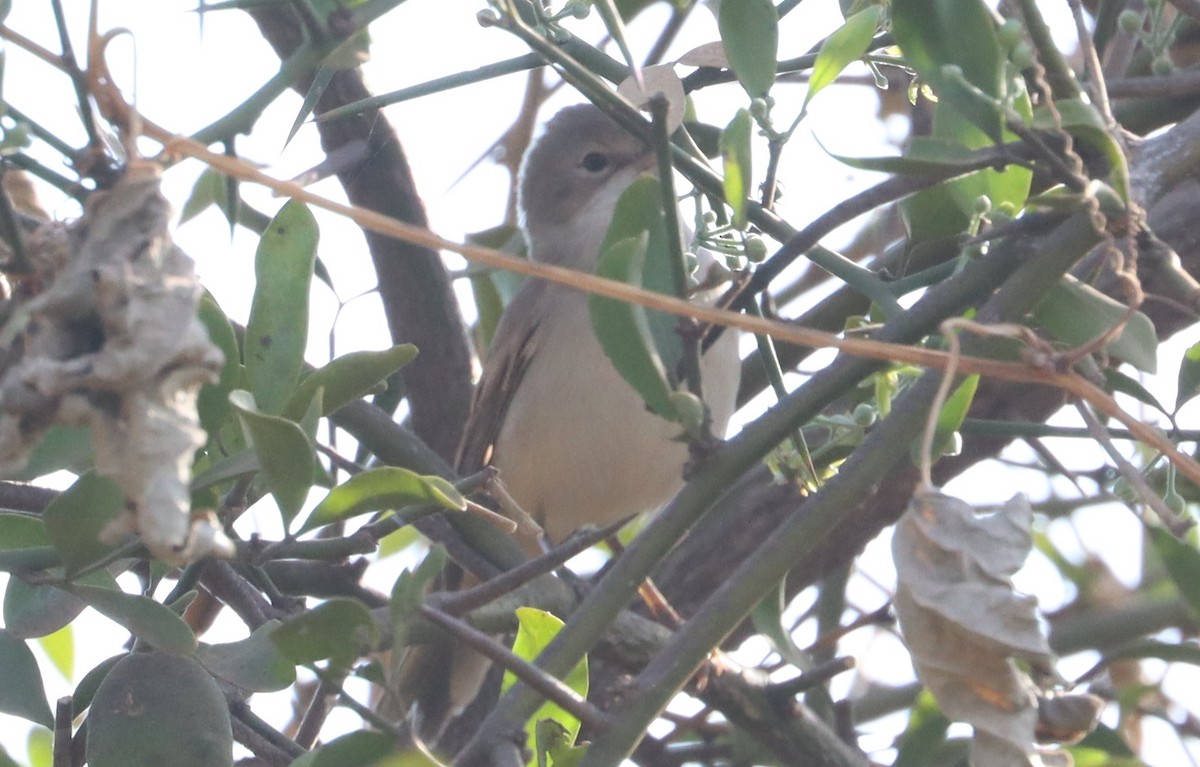 Greater Whitethroat - ML647560544