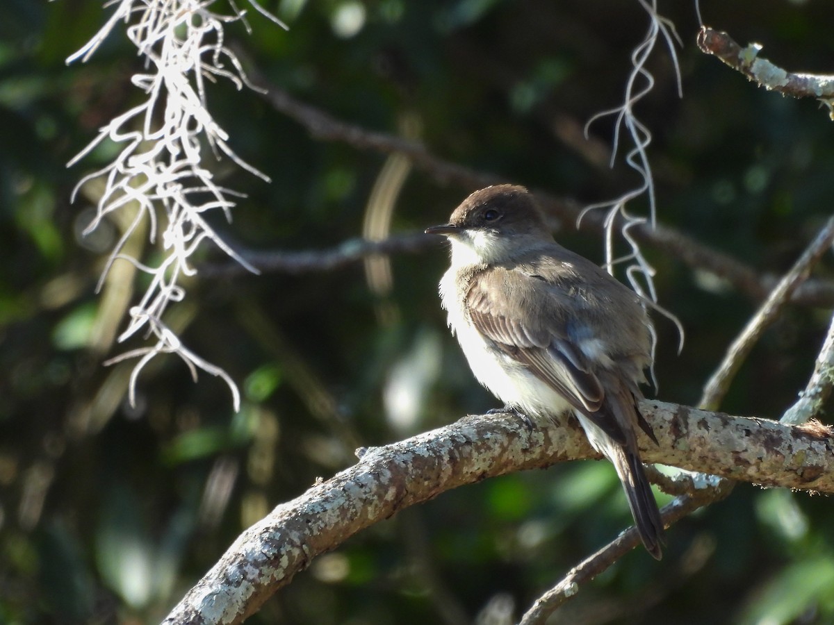 Eastern Phoebe - ML647560552