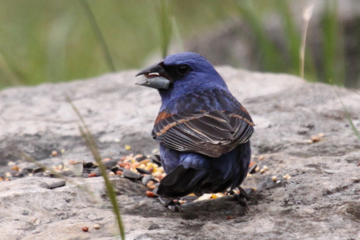 Blue Grosbeak - ML647560554