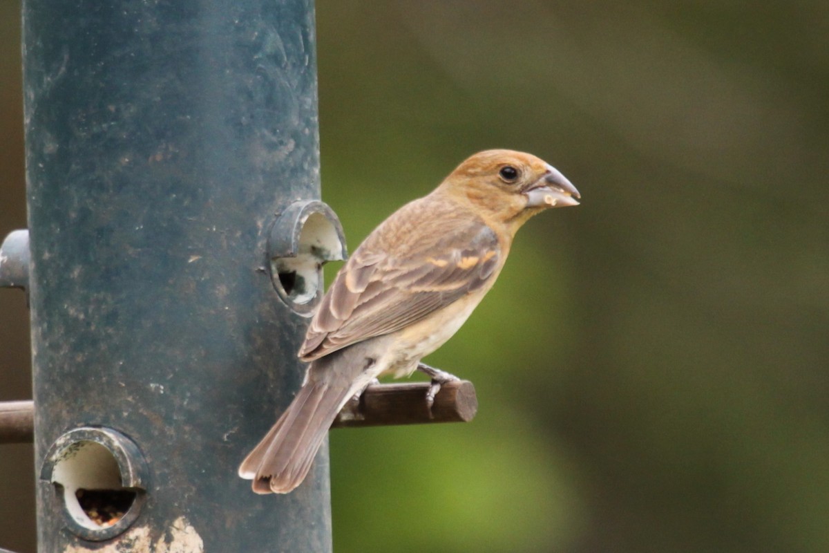 Blue Grosbeak - ML647560555