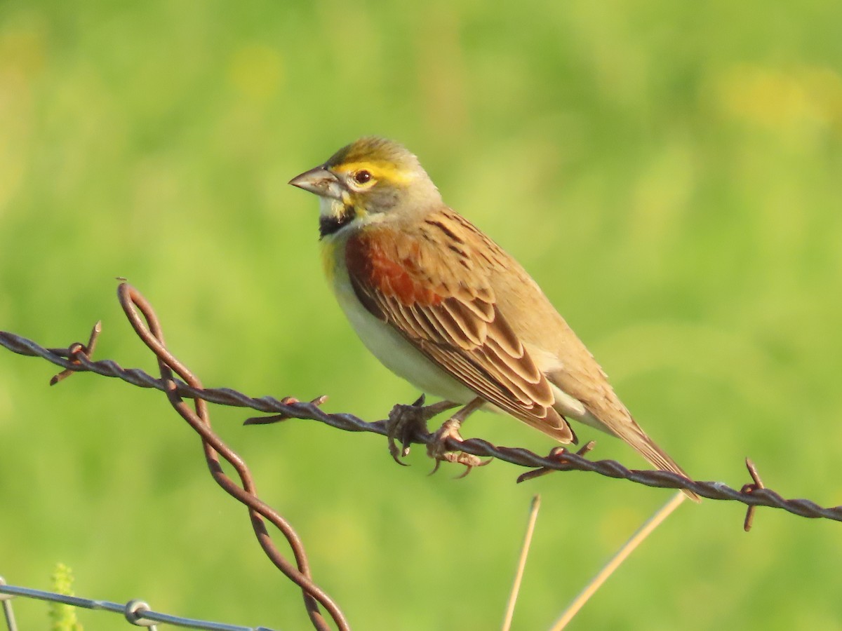 Dickcissel - ML647560556