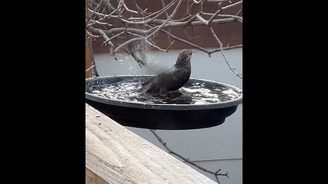 European Starling - ML647560559