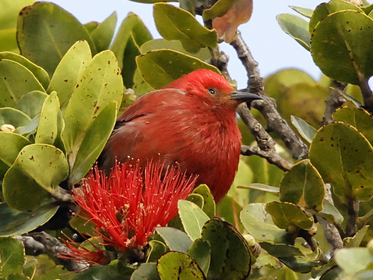 Apapane - ML647560560