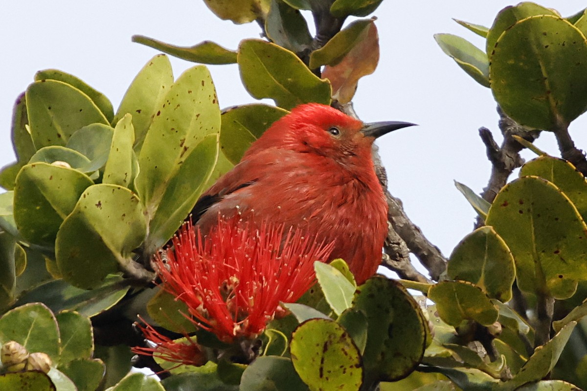 Apapane - ML647560561