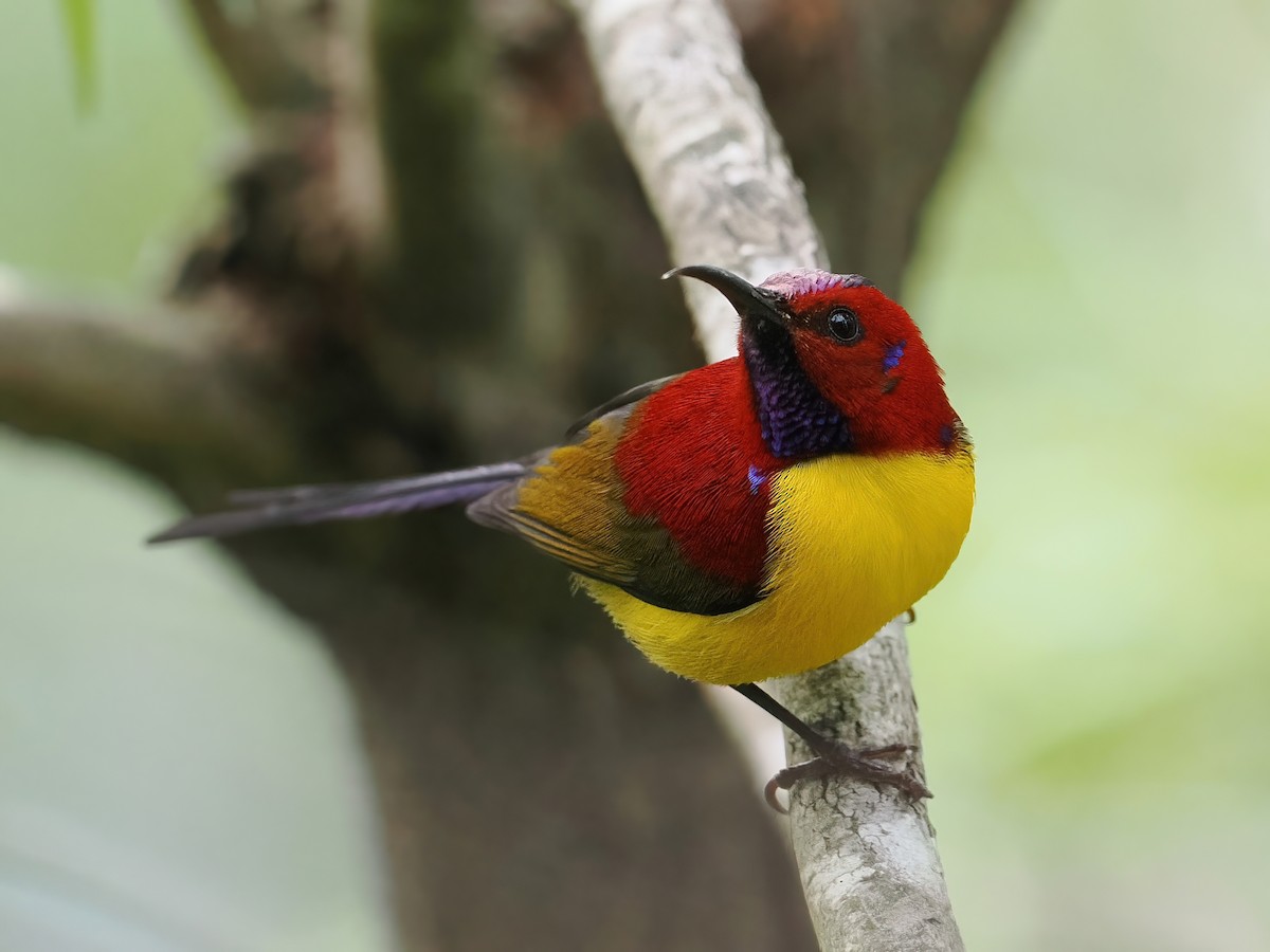 Mrs. Gould's Sunbird (Purple-rumped) - ML647560562