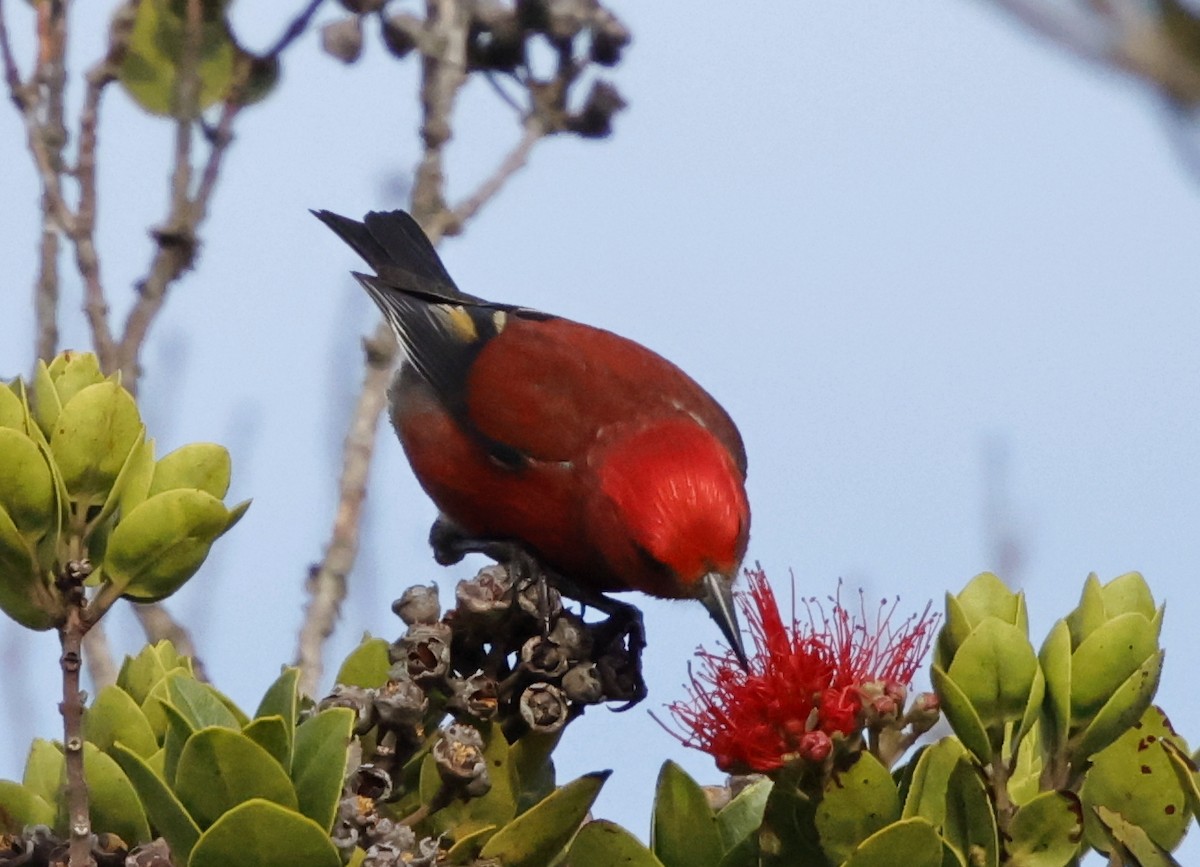 Apapane - ML647560563