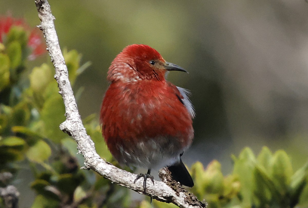 Apapane - ML647560564