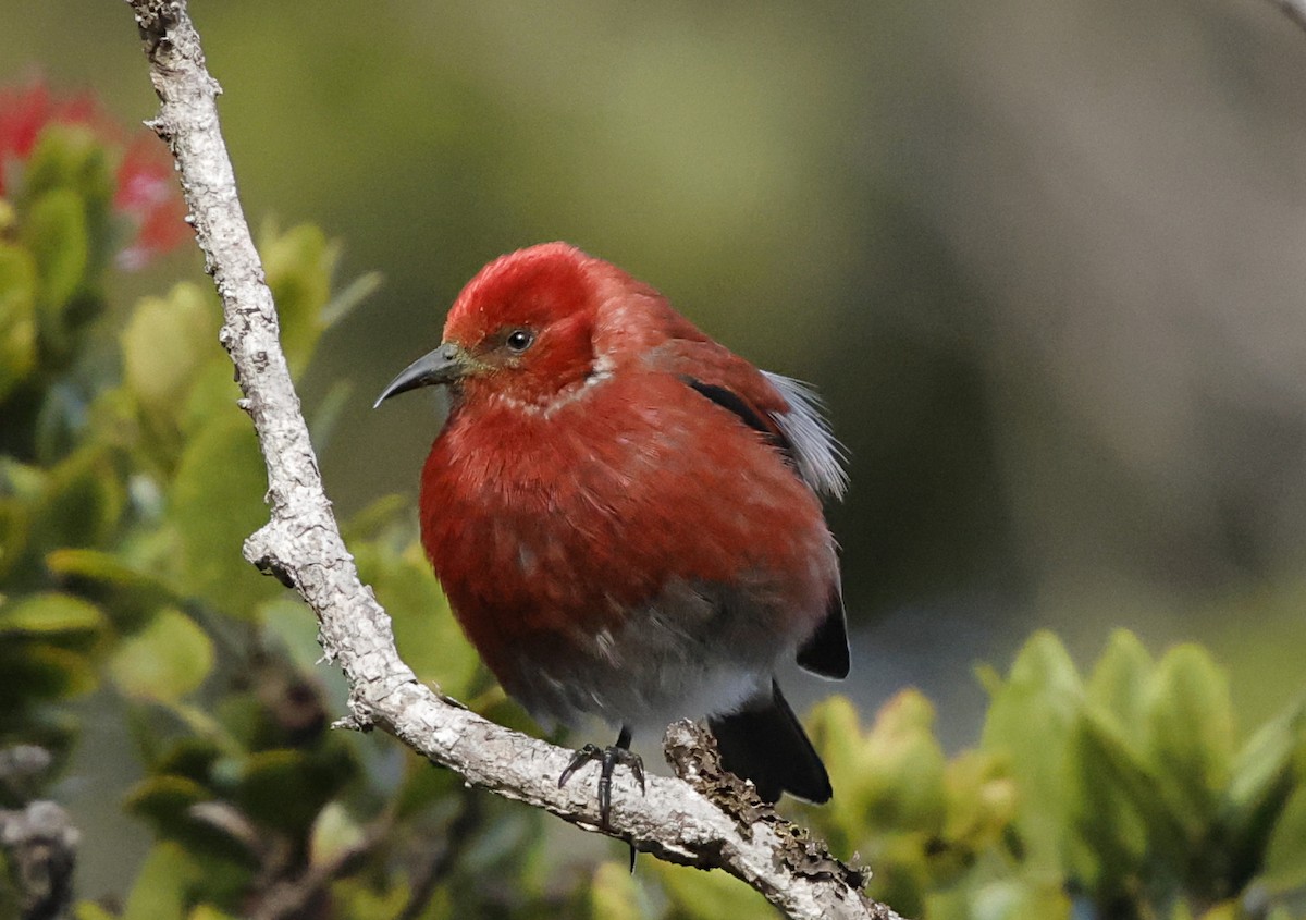 Apapane - ML647560565