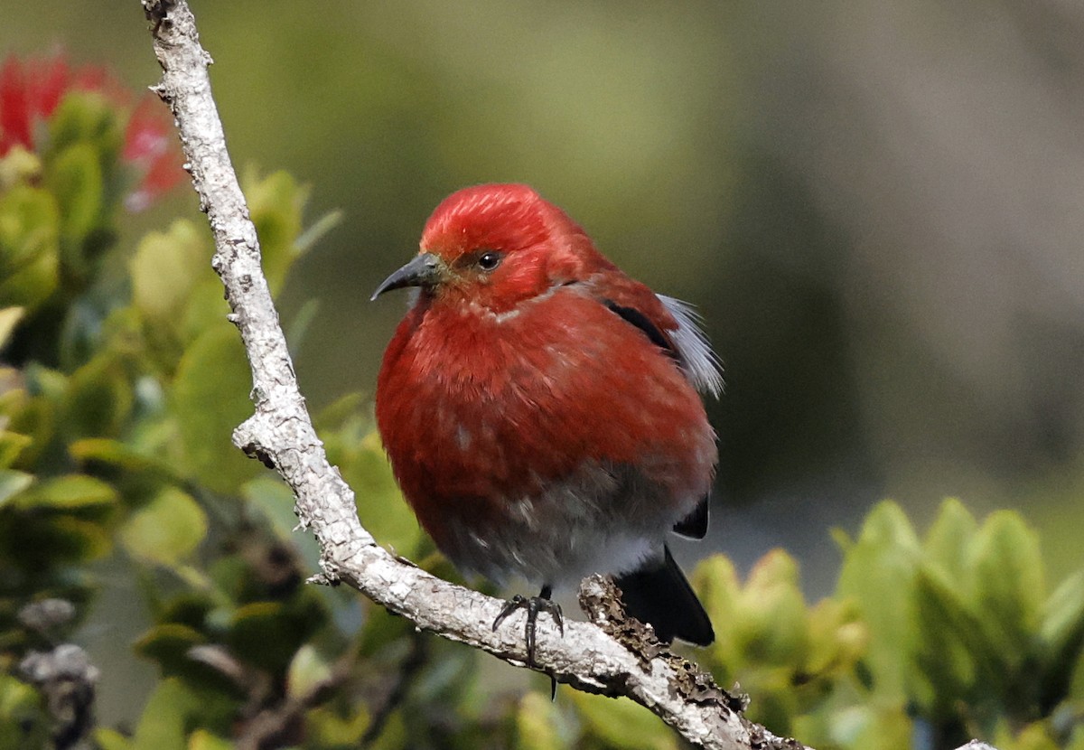 Apapane - ML647560566