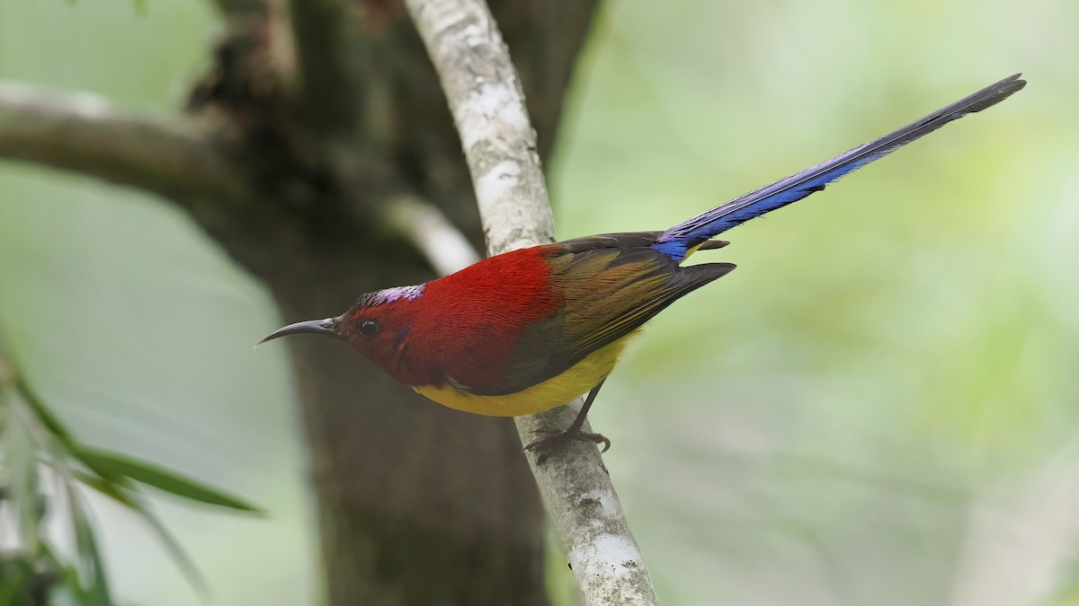 Mrs. Gould's Sunbird (Purple-rumped) - ML647560567